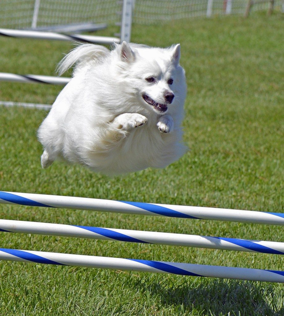 American Eskimo Dog
