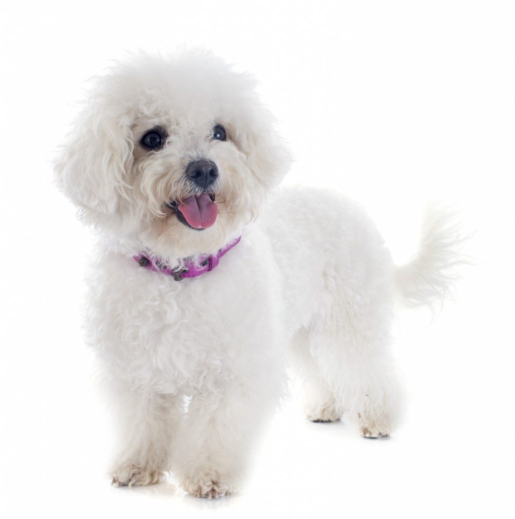 Bichon Frise