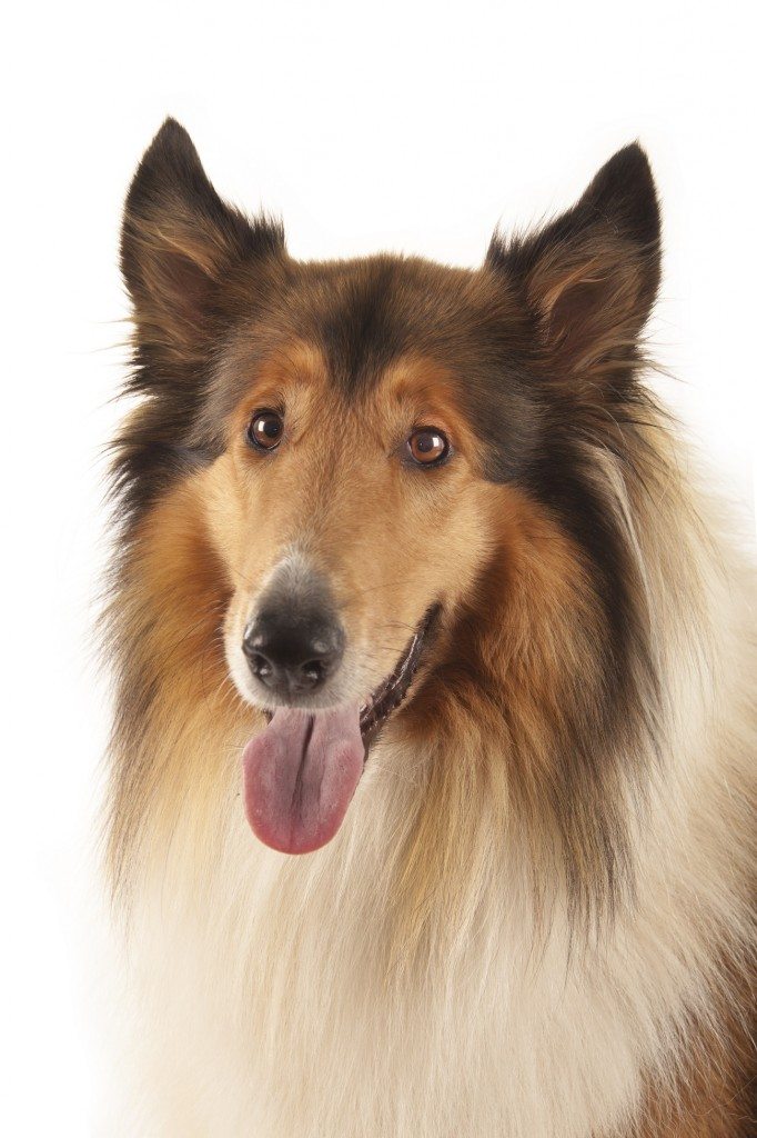 Collie