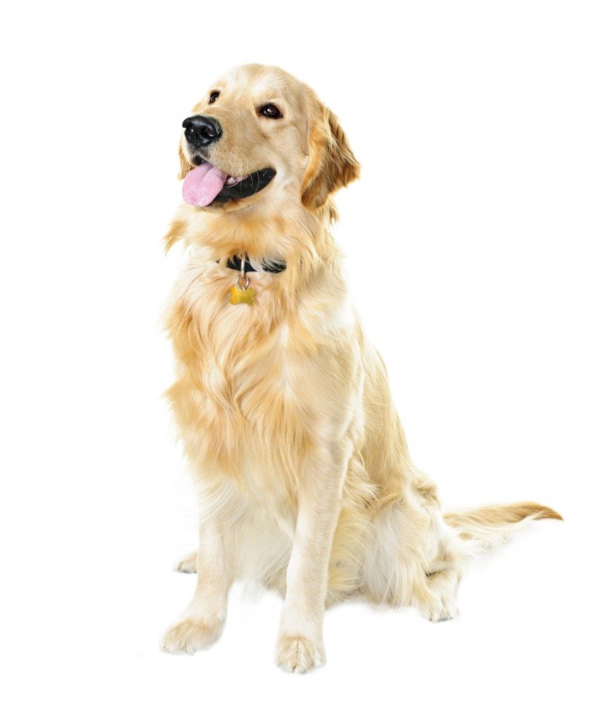 Golden Retriever Most Affectionate Dog