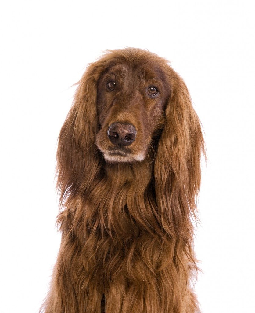 Irish Setter