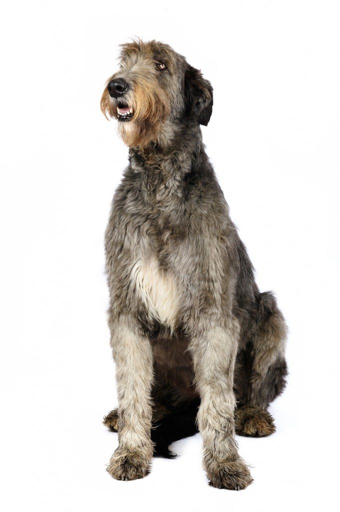 Irish Wolfhound