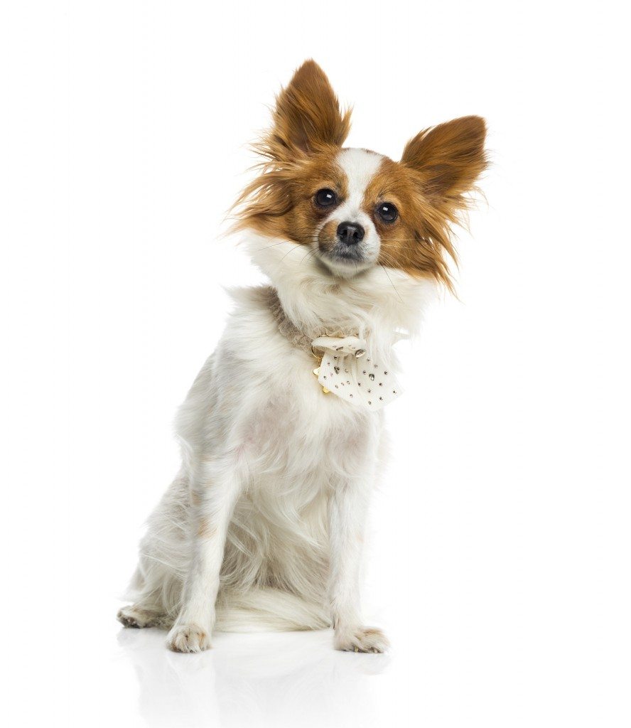 Papillon