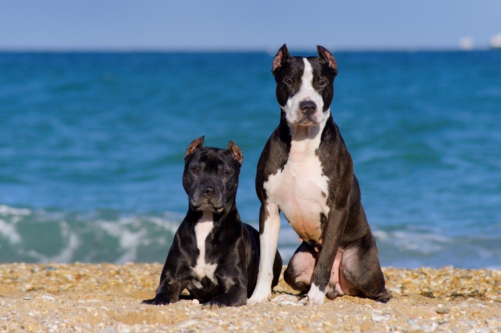 Pitbull terriers Lucky Couple