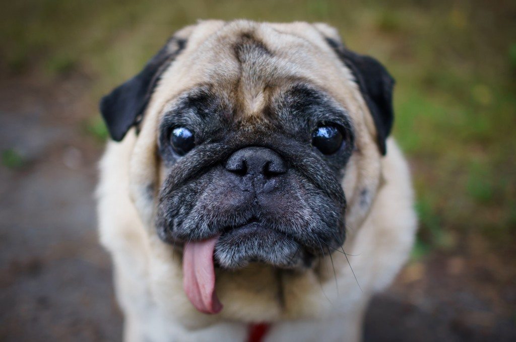 Pug