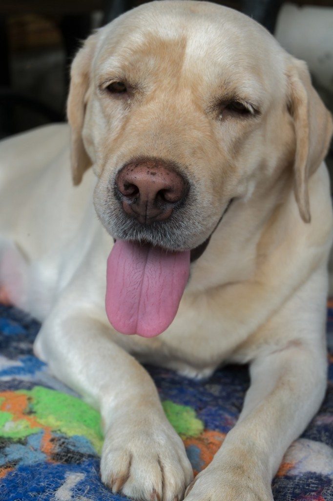 Yellow Lab