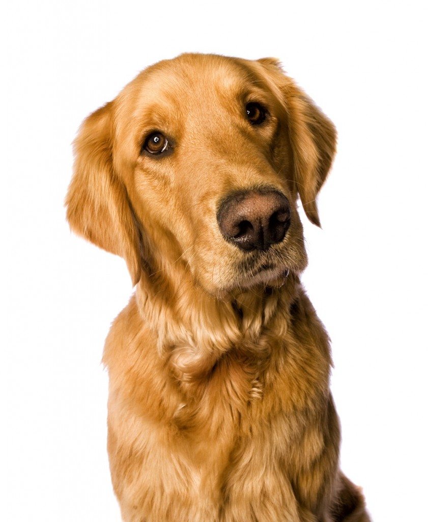 golden retriever