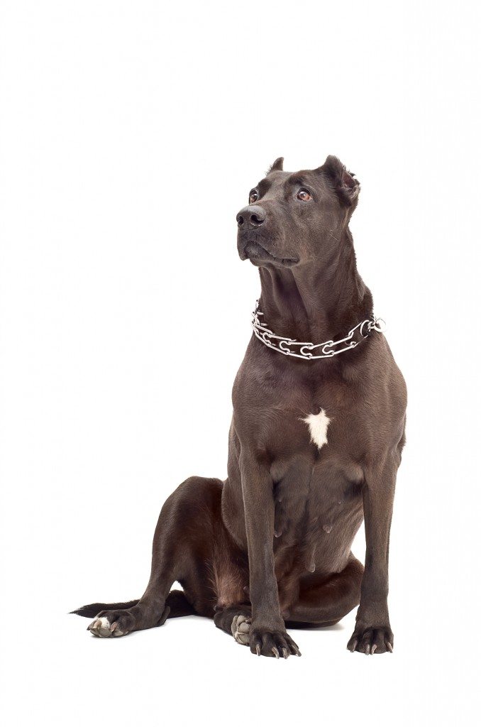 Pitbull, You lucky lil' monster