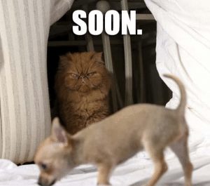 Soon Cat