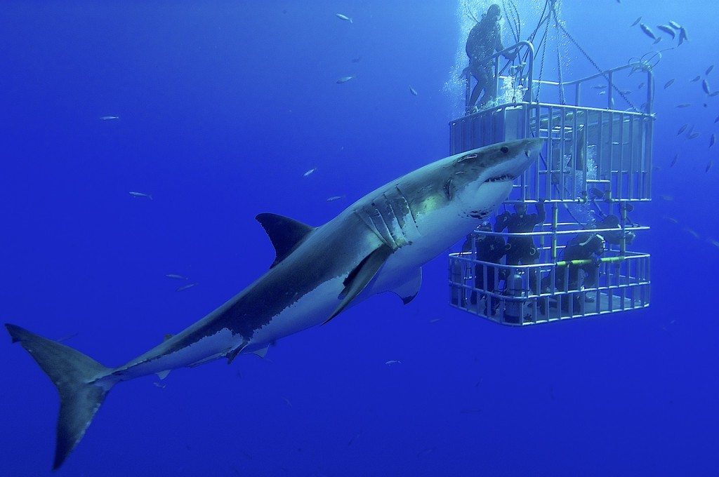 Another Day at the Office - Sharkweek