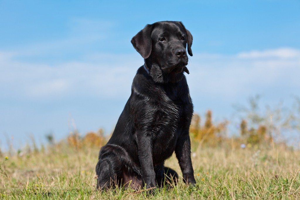 10 Pets that Saved Family Members from Imminent Danger 2 Black Labrador Hero