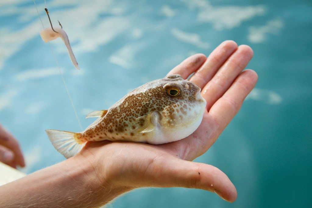 Fugu fish caught while fishing in Siam Bay -- Live Dangerously Eat Weird Poisonous Fish