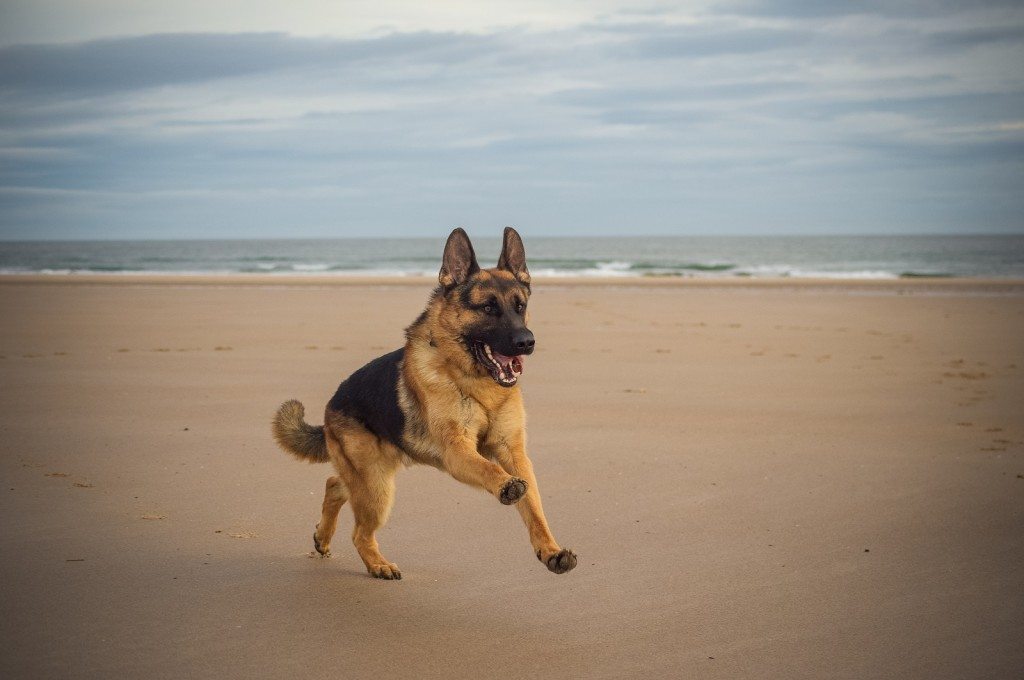 10 Pets that Saved Family Members from Imminent Danger 6 Kaze: Training Hero German Shepherd