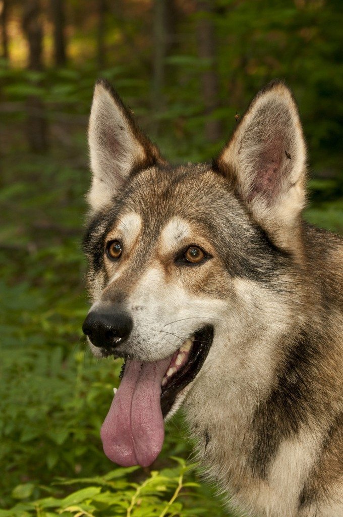 10 Pets that Saved Family Members from Imminent Danger 1 Wolf Mix Hybrid Hero Dog!