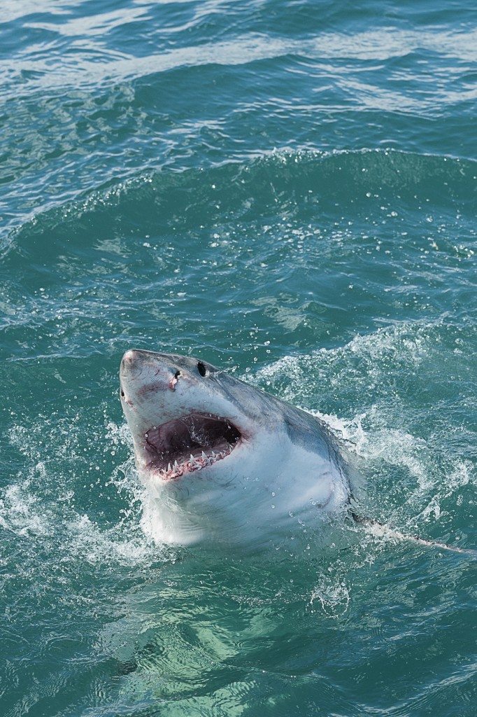 Hey! Watch Shark Week