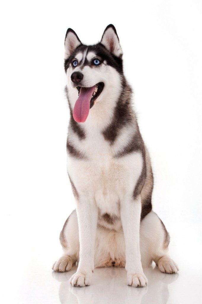 10 Pets that Saved Family Members from Imminent Danger 4 Heroic Dog: Neo the Wonder Husky