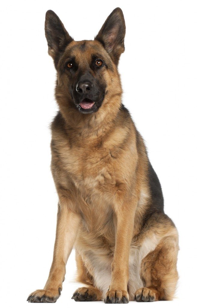 10 Pets that Saved Family Members from Imminent Danger 9 Moti the Hero German Shepherd