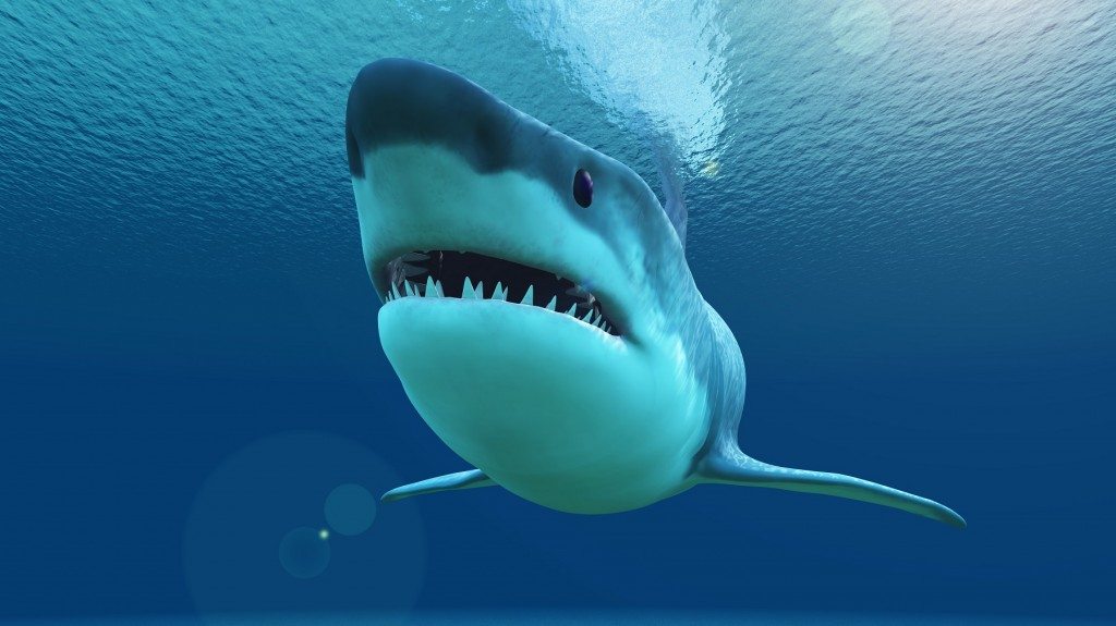 Shark Week's Tough Customer