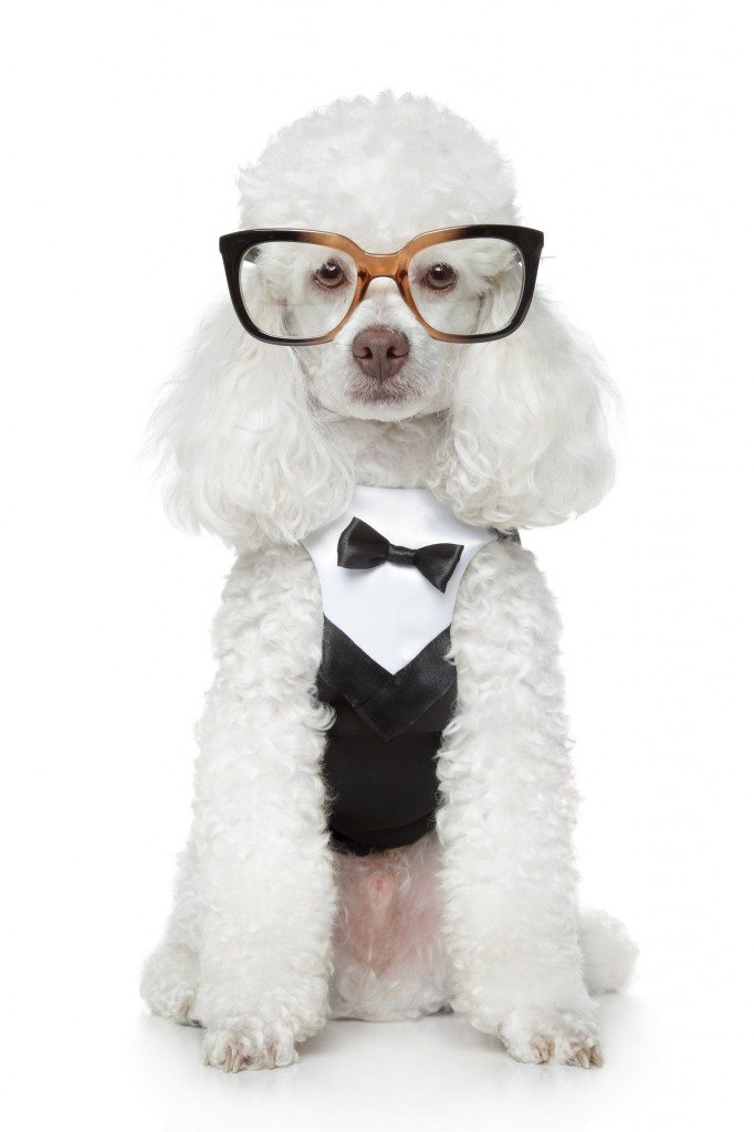 The Gift of Sight for a Lucky Poodle