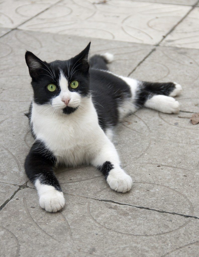 10 Pets that Saved Family Members from Imminent Danger 8 Whiskey the Hero Cat