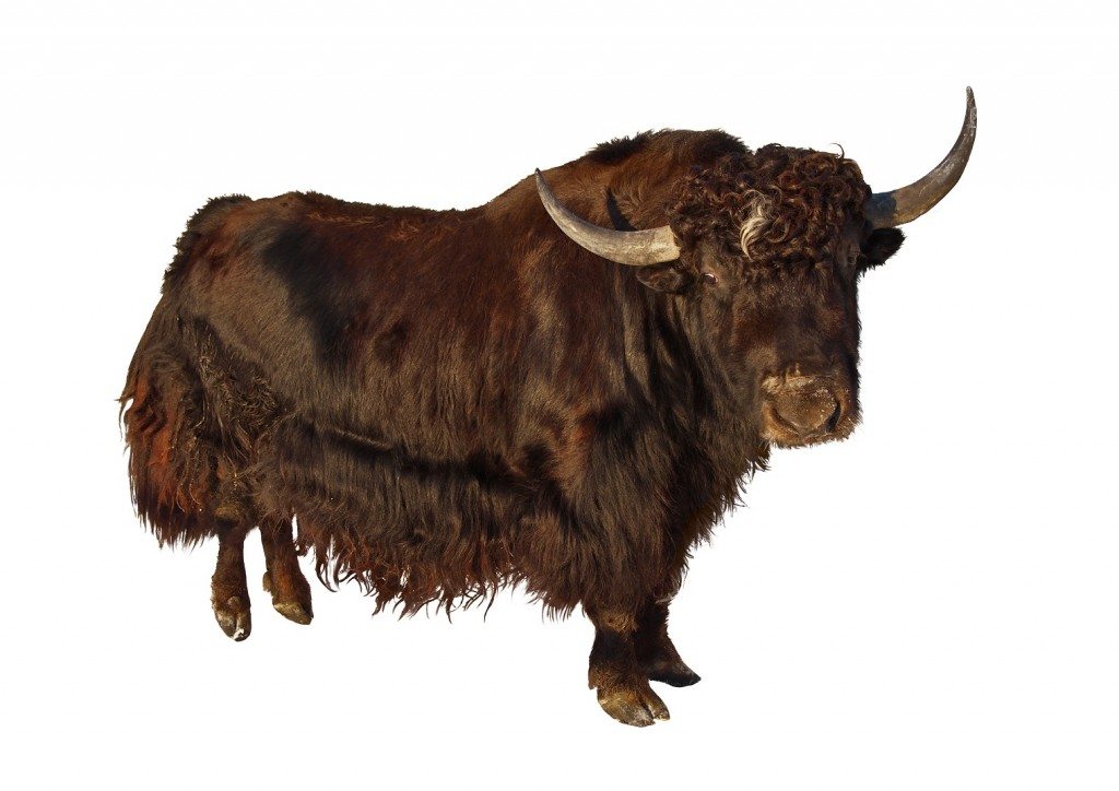 Yak: "You Want to Eat What?"