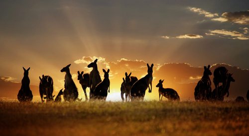 Get Back to the Outback