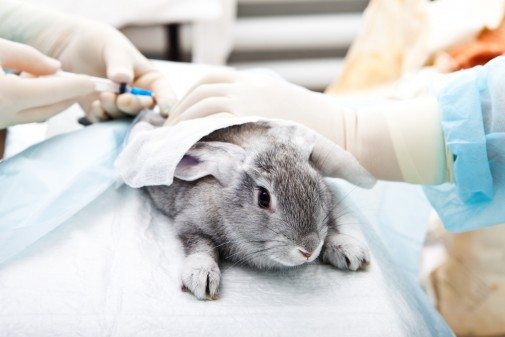 Top 10 Reasons Why Animal Testing is Necessary