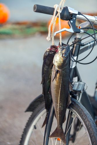 A Fish with a Bicycle.  Probably not what Gloria had in mind.
