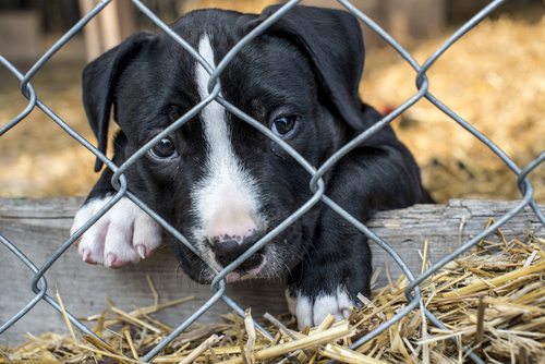 Craigslist shut down puppy mill sales
