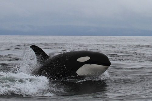 Killer Whales or Orcas are among the fastest animals in the Ocean - List  Land