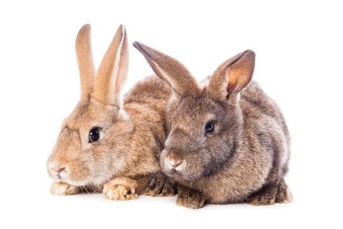 Pope Francis says that Catholics don't need to breed like rabbits