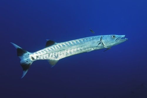 The Barracuda is a real mover. Look how streamline this guy is. - List Land