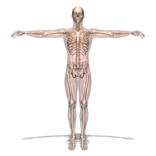 The Transparent Dr. James Logan. Probably not this see-thru.