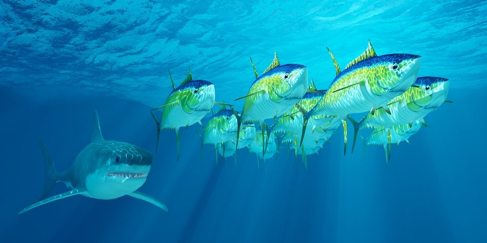Top 10 Fastest Animals in the Ocean - List Land