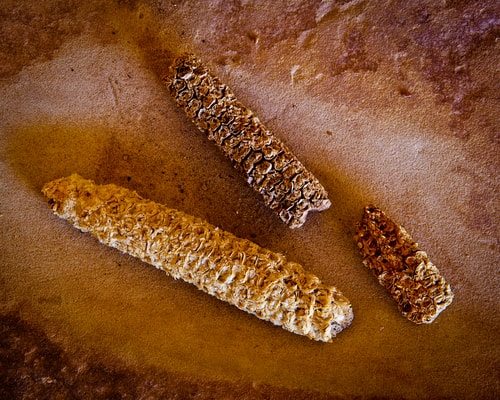 Corn has been around for eons!