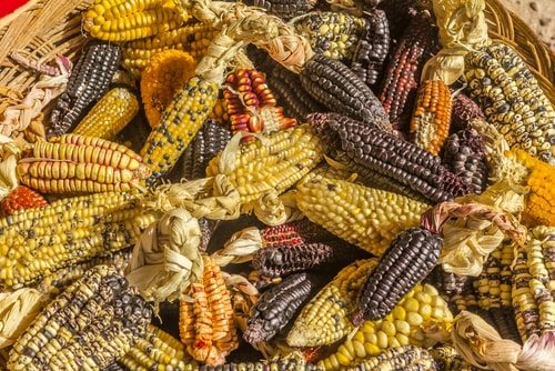 Corn has more varietals than you can shake a stick at