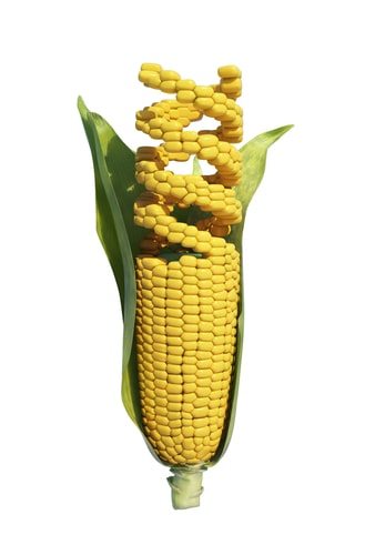 Corn is complex