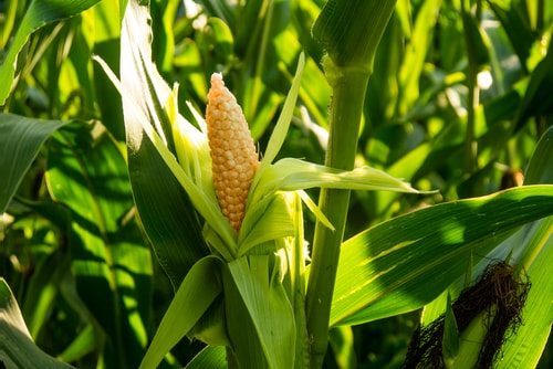 Corn is sustainable