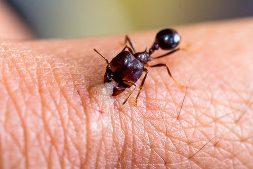 Ancient medicine practiced by angry, angry ants