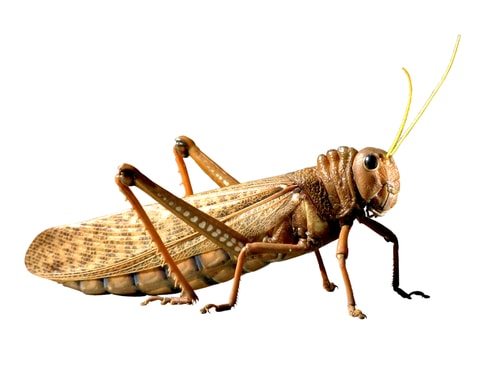 Egypt has a thing for plagues. Especially locusty plagues.