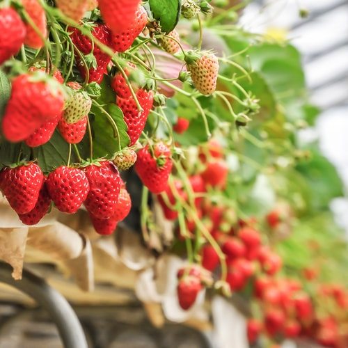 Strawberry Fields is real? No way!