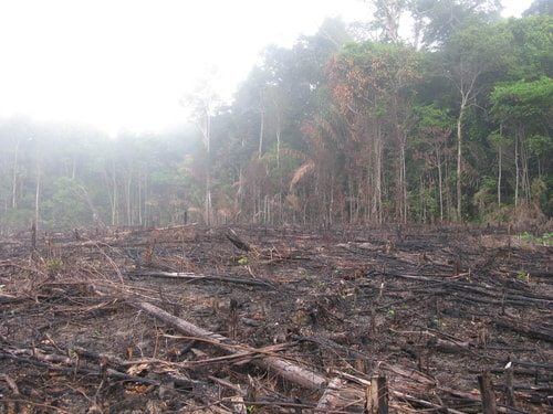 Vegans need to eat too. Sorry rainforest! 