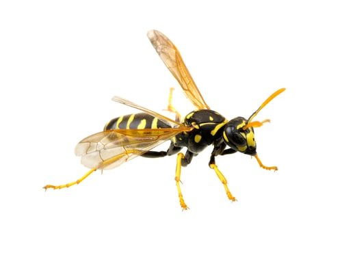 Wasps! You zombie making motherf*ckers