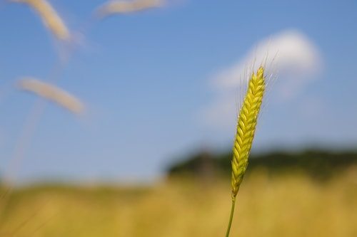Einkorn wheat growing on the land.