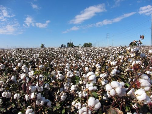 Top 10 Facts About The Rise Of Modern Agriculture 4 Invention of Cotton Gin has unforgettable historical significance.