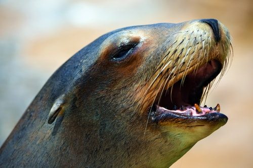 No food?! I hate El Nino!