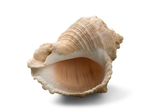 lord of the flies conch symbolism