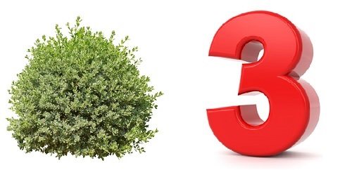 Bush. Three.