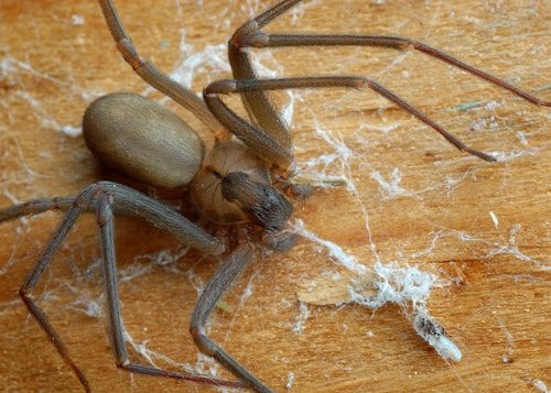 The Brown Recluse Spider is ridiculously poisonous.