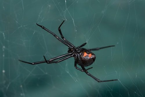 The horrifying and potentially deadly Black Widow Spider